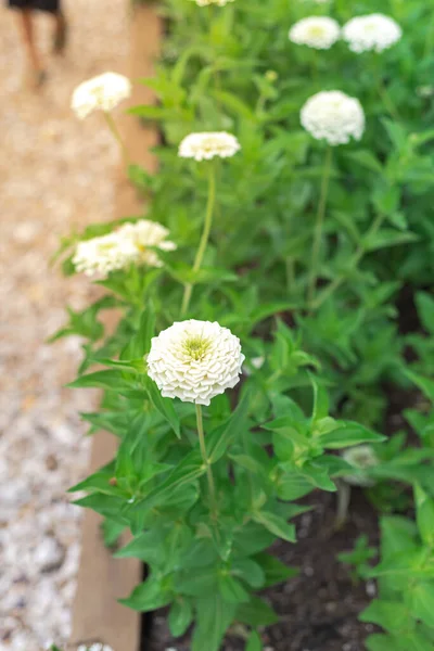 Smukke Gigantiske Dahlia Blomstrede Zinnias Hævet Seng Haven Nær Waco - Stock-foto