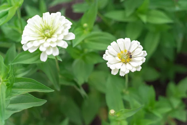 Vackra Gigantiska Dahlia Blommiga Zinnior Upphöjd Säng Trädgård Nära Waco — Stockfoto