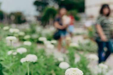 Waco, Teksas, Amerika 'da güneşli bir günde ziyaretçilerle birlikte klasik ton bulanık manzaralı çiçek bahçesi. Hareket bulanıklaştı, turistle birlikte beyaz zinnia çiçek meydanı.