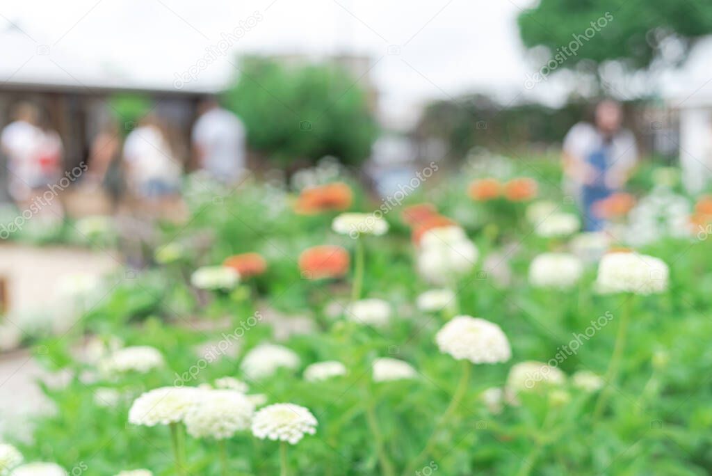 Blurry view public flower garden with visitors in a sunny day in Waco, Texas, America. Motion blurred blossom white zinnia flower square with tourist.