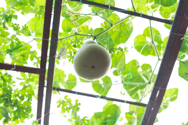 Una Calabaza Pajarera Colgando Las Vides Jardín Granja Cerca Dallas — Foto de Stock