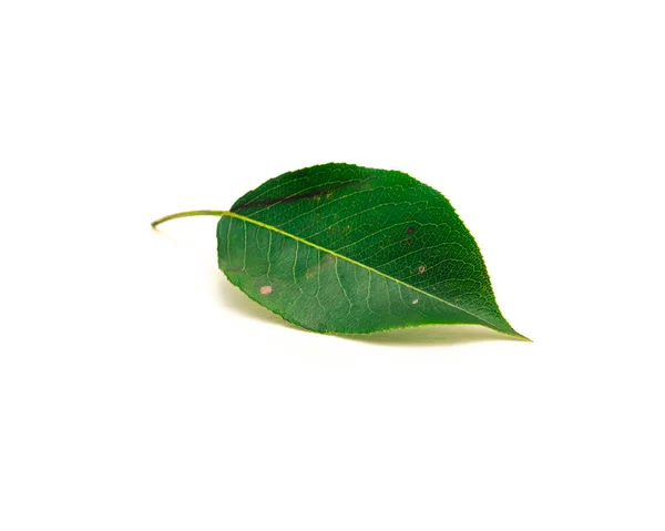 Een Perenblad Geïsoleerd Witte Achtergrond Vers Geplukt Groen Blad Met — Stockfoto