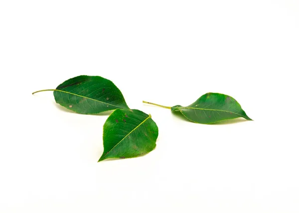Tři Hruškovité Listy Izolované Bílém Pozadí Čerstvě Vybraný Zelený List — Stock fotografie