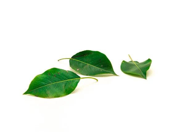 Three Pear Leaves Isolated White Background Fresh Picked Green Leaf — Stock Photo, Image