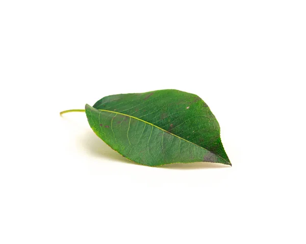 Una Hoja Pera Aislada Sobre Fondo Blanco Hoja Verde Recién — Foto de Stock