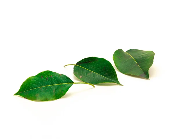 Drei Birnenblätter Isoliert Auf Weißem Hintergrund Frisch Gepflücktes Grünes Blatt — Stockfoto