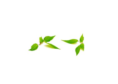 Jute Mallow yaprağının genç dalları beyaz arka planda izole edilmiş. Ev yapımı kırmızı Molokhia, Corchorus olitorius veya Mısır ıspanak yaprakları kırpma yolu ve kopyalama alanı ile.