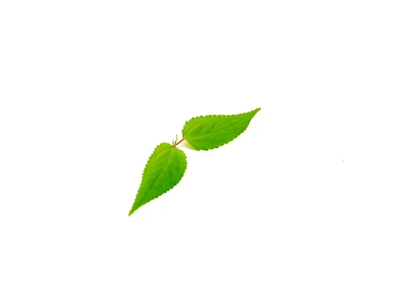 Jute Mallow Yaprağının Genç Dalları Beyaz Arka Planda Izole Edilmiş — Stok fotoğraf