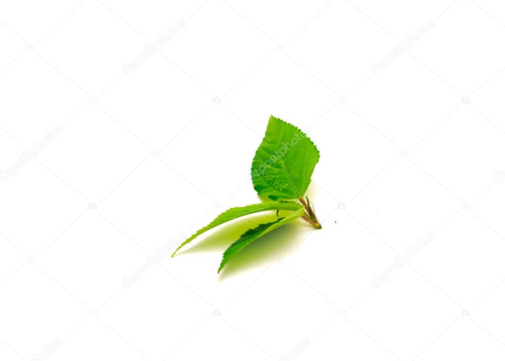 Young branches of Jute mallow leaf isolated on white background. Homegrown red Molokhia, Corchorus olitorius or Egyptian Spinach leaves with clipping path and copy space.