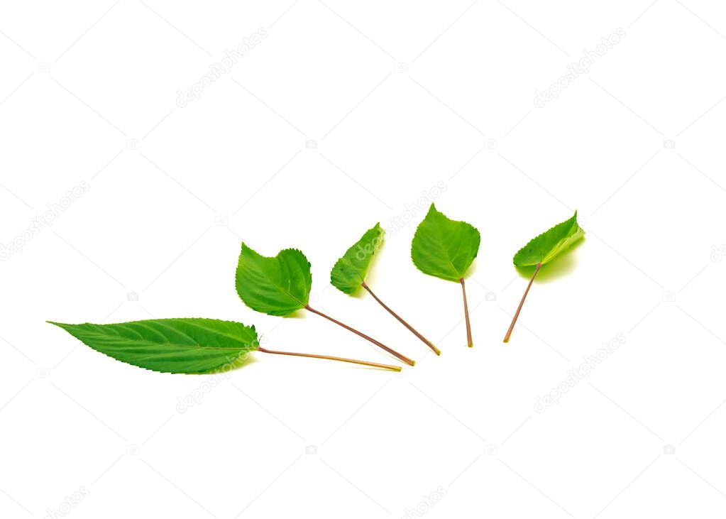 Row of Jute mallow leaf isolated on white background. Homegrown red Molokhia, Corchorus olitorius or Egyptian Spinach leaves with clipping path and copy space.