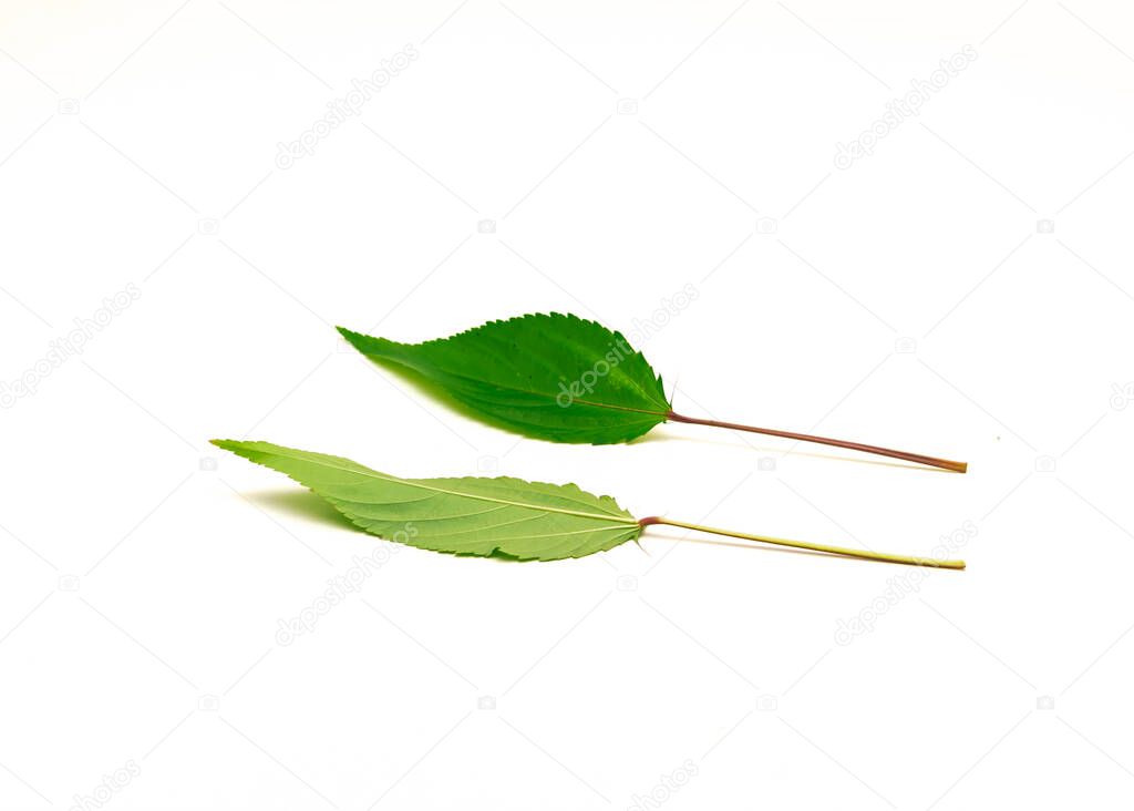 Front and back of Jute mallow leaves isolated on white background. Homegrown red Molokhia, Corchorus olitorius or Egyptian Spinach leaves with clipping path and copy space.