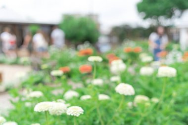 Waco, Teksas, ABD 'de güneşli bir günde ziyaretçilerle birlikte halka açık beyaz zinya çiçek bahçesini bulanıklaştırdı