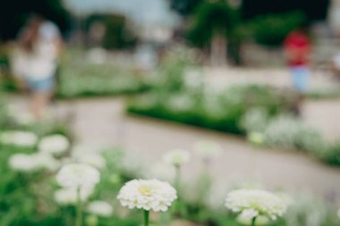 Filtrelenmiş ton hareketi, Teksas, Waco 'da ziyaretçilerle birlikte halka açık beyaz zinya çiçeğini bulanıklaştırdı.