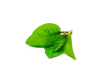 Malabar 'ın genç dalından taze kesilmiş ıspanak Basella alba yaprakları beyaz arka planda izole. Bu, Basellaceae familyasından yenilebilir bir asmadır.