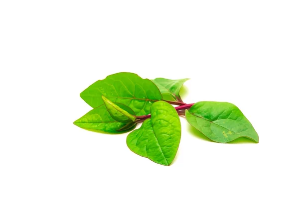 Fresh Cut Young Branch Malabar Spinach Basella Alba Leaves Isolated — Stock Photo, Image