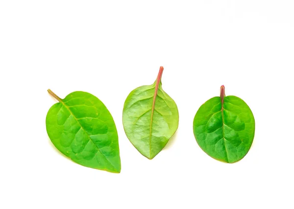 Trois Jeunes Épinards Rouges Malabar Basella Alba Feuilles Isolées Sur — Photo