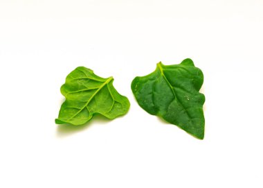 Beyaz arka planda iki Tetragonia tetragonioidi veya Yeni Zelanda ıspanak yaprakları. İncirli kadife çiçekli yapraklı bir sebze.