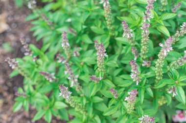 Dallas, Teksas, Amerika yakınlarındaki organik bahçede yükseltilmiş bir yatakta çiçek açan Tayland fesleğeni bitkisi. Asya bitkisinin çiçek mor çiçekleri.