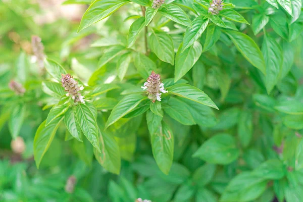 Close Blooming Purple Flower Thai Basil Plant Organic Garden Dallas — Stock Photo, Image