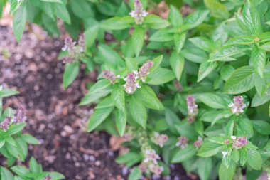 Dallas, Teksas, Amerika yakınlarındaki organik bahçede yükseltilmiş bir yatakta çiçek açan Tayland fesleğeni bitkisi. Asya bitkisinin çiçek mor çiçekleri.