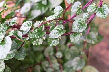 Yakın plan kırmızı Malabar ıspanaklı Basella alba yaprakları ve Dallas, Teksas, Amerika yakınlarındaki organik bahçede su damlaları yetişiyor. Bu, Basellaceae familyasından yenilebilir bir asmadır.