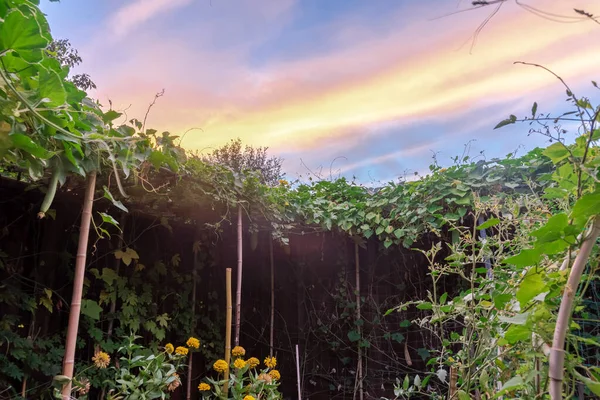 Blomma Och Grönsak Trädgård Vacker Soluppgång Himlen Nära Dallas Texas — Stockfoto