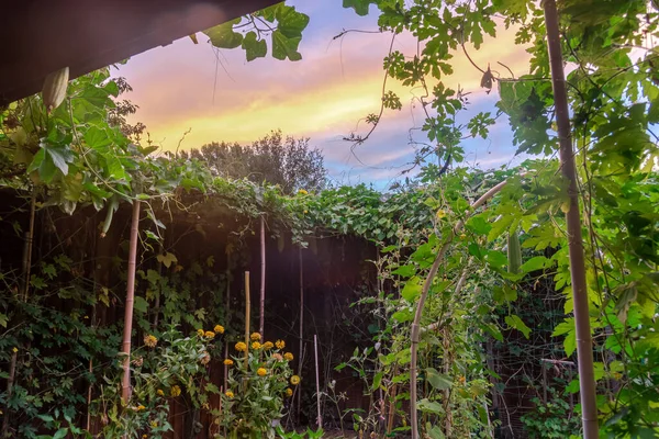 Lookup Utsikt Från Trädgården Trädgård Med Vacker Soluppgång Himmel Och — Stockfoto