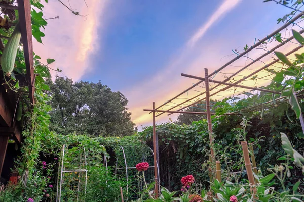 Trädgård Med Luffa Växt Växer Bambu Spaljé Vacker Soluppgång Himlen — Stockfoto