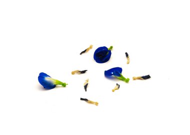 Üç tane taze kelebek bezelye, Asya 'da güvercin kanadı, beyaz arka planda kurumuş taç yaprakları var. Diğer isimler: Klitoria ternatea, bluebellvine, blue pea, Aparajita, Darwin bezelyesi