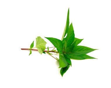 Kırmızı saplı taze Mısır ıspanağı ya da beyaz arka planda izole edilmiş Yahudi gülü. Ev yapımı kırmızı Molokhia, Corchorus olitorius veya nalta jute yaprakları kırpma yolu ve kopyalama alanı ile