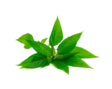 Kırmızı saplı taze Mısır ıspanağı ya da beyaz arka planda izole edilmiş Yahudi gülü. Ev yapımı kırmızı Molokhia, Corchorus olitorius veya nalta jute yaprakları kırpma yolu ve kopyalama alanı ile