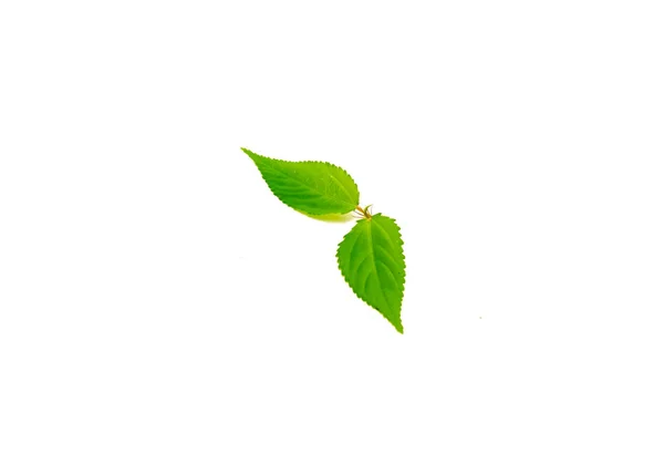 ジュートの若い枝は白い背景に孤立した葉を刈る 自家栽培の赤モロキア コーラス エリトリアまたはエジプトのほうれん草の葉クリッピングパスとコピースペース — ストック写真