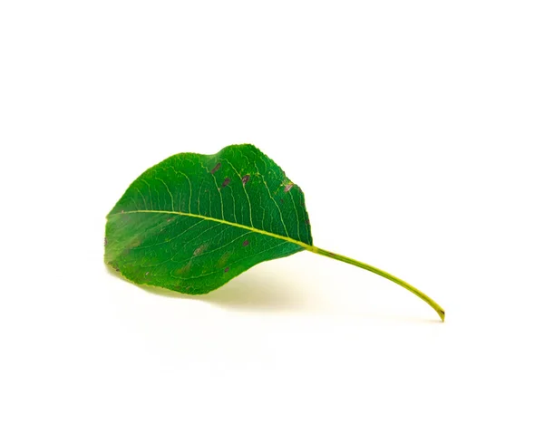 Jeden Hruškový List Izolovaný Bílém Pozadí Čerstvě Vybraný Zelený List — Stock fotografie