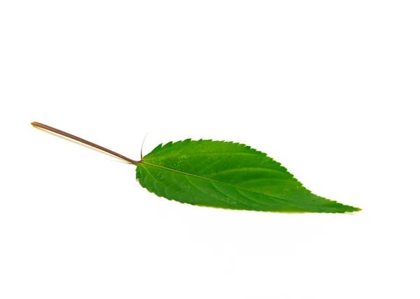 Singel Jute Malva Blad Isolerad Vit Bakgrund Homegrown Röd Molokhia — Stockfoto