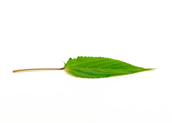 Hoja Malva Yute Aislada Sobre Fondo Blanco Molokhia Roja Cosecha — Foto de Stock