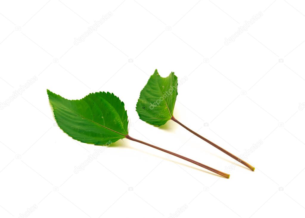 Pile of Jute mallow leaf isolated on white background. Homegrown red Molokhia, Corchorus olitorius or Egyptian Spinach leaves with clipping path and copy space.