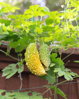 Green ve Ripen Thai Bitter Melon meyveleri plastik çarşaf üzerinde kahverengi çitlere karşı Dallas, Teksas, Amerika yakınlarındaki organik bahçede. Tayland Siyam 'dan Momordica charantia acı su kabağı .