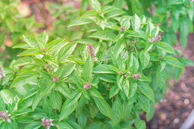 Dallas, Teksas, Amerika yakınlarındaki organik bahçede açan Tayland fesleğeni çiçeğini kapatın. Çiçek açıyor, bahçeye asyalı bitkiler yerleştiriyor..