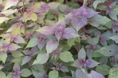 Ev yapımı Vietnamlı Perilla Frutescens ya da Dallas, Teksas, Amerika yakınlarındaki organik bitki bahçesinden biftek fabrikası. Bu Asya Shiso yapraklarının üstü yeşil, altı morumsu.