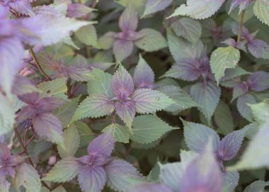 Seçici odak noktası ev yapımı Vietnamlı Perilla Frutescens ya da Dallas, Teksas, Amerika yakınlarındaki organik bitki bahçesinden biftek fabrikası. Bu Asya Shiso yapraklarının üstü yeşil, altı morumsu.