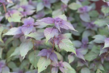 Ev yapımı Vietnamlı Perilla Frutescens ya da Dallas, Teksas, Amerika yakınlarındaki organik bitki bahçesinden biftek fabrikası. Bu Asya Shiso yapraklarının üstü yeşil, altı morumsu.