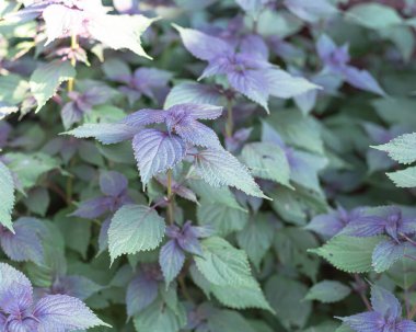Ev yapımı Vietnamlı Perilla Frutescens ya da Dallas, Teksas, Amerika yakınlarındaki organik bitki bahçesinden biftek fabrikası. Bu Asya Shiso yapraklarının üstü yeşil, altı morumsu.