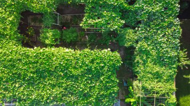 Dallas, Teksas, Amerika yakınlarındaki yerleşim yerinin arka bahçesinde hava manzaralı sebze bahçesi. Organik sebze ve çiçeklerin yemyeşil yetişmesi, kentsel çiftlik çiftliği kavramı.