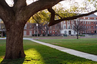 Yeşil çimlerin ve tuğla akademik binaların üzerinde çıplak ağaçlar yükselir, mevsimsel kontrastlı sonbahar manzarasının sonlarında. Uzun gölgeler ve sıcak ışık geçişi sağlar, atmosferik kampüs anı, Waco, Texas. ABD