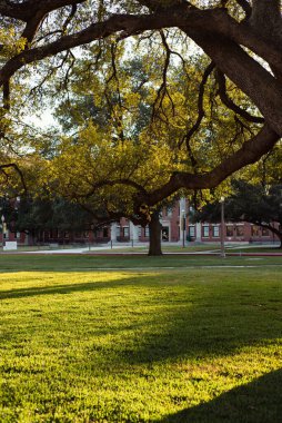 Yayılan meşe ağacı ön zemini doldurur, yemyeşil çimlerin üzerine katmanlı gölgeler bırakır. Tuğla akademik binalar, patika, elektrik direği şubelerin ötesinde, huzurlu üniversite kampüsü, Waco, Texas. ABD