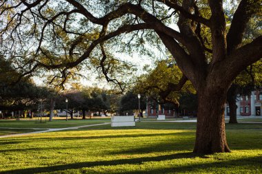 Beyaz kampüs tabelası, olgun ağaçlar ve uzun gölgeler tarafından çerçevelenmiş güneş ışığıyla aydınlatılmış akademik çimlerin önünde duruyor. Yürüme yolları, yeşillik, sıcak ışık üniversitenin Waco, Teksas 'a hoş geldin girişini sağlar. ABD
