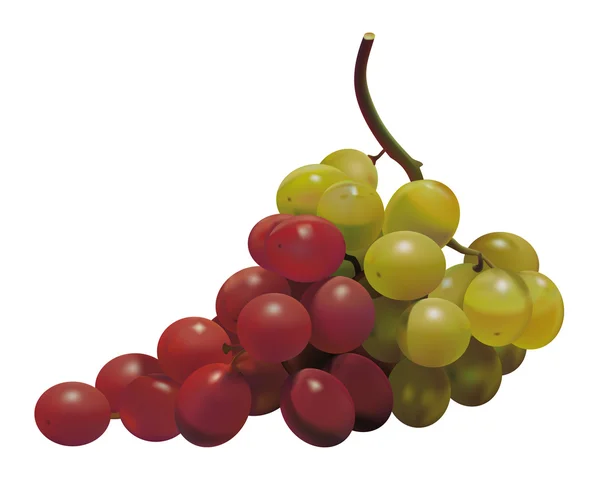 Uvas portuguesas — Vetor de Stock