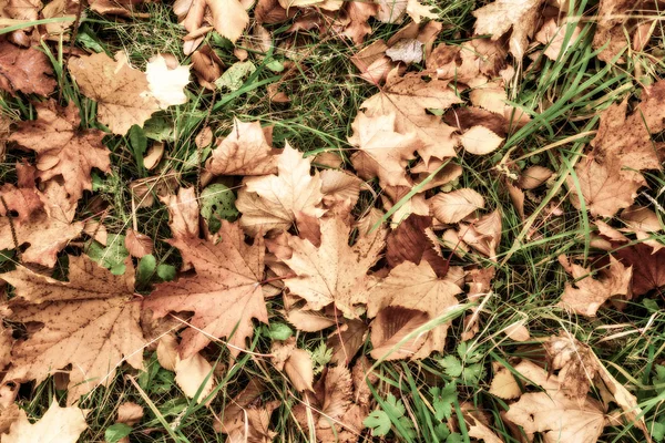 Νεκρή από ένα χόρτο και τα φύλλα — Φωτογραφία Αρχείου