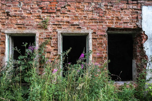 廃墟の上の花 — ストック写真