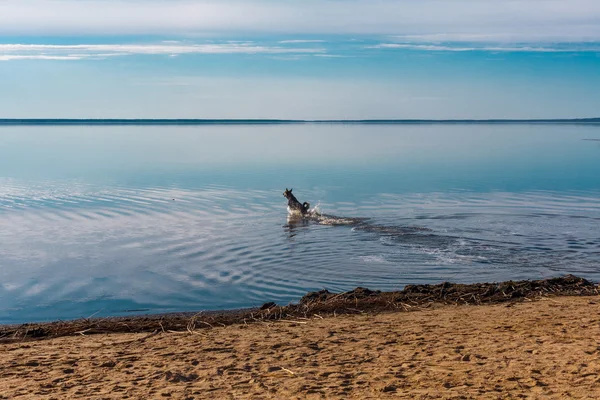 Brave dog — Stock Photo, Image